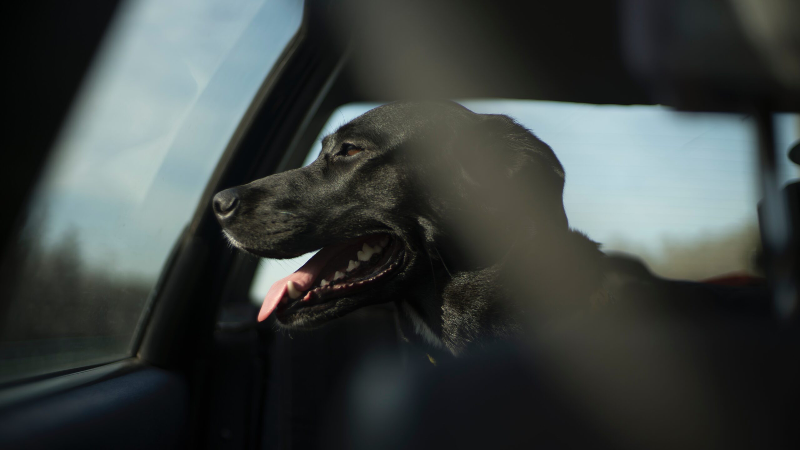Nicht nur bei der Hitze: Kinder und Hunde raus aus dem Auto! - KFV