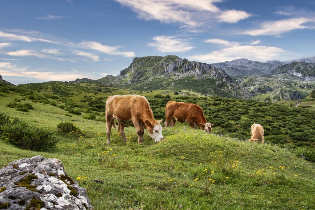 Mehrere Kühe grasen auf einer saftigen Weide zwischen Bergen.